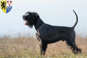Read more about the article Schnauzer breeders and puppies in Hauts-de-France