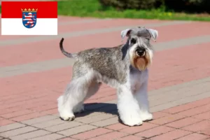 Read more about the article Schnauzer breeders and puppies in Hessen