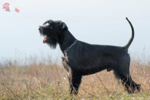 Read more about the article Schnauzer breeders and puppies in Hovedstaden