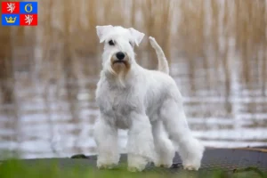 Read more about the article Schnauzer breeders and puppies in Hradec Králové