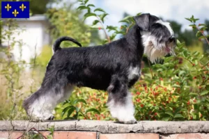 Read more about the article Schnauzer breeders and puppies in Île-de-France