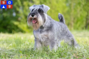 Read more about the article Schnauzer breeders and puppies in Liberec