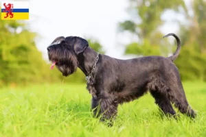 Read more about the article Schnauzer breeders and puppies in Limburg