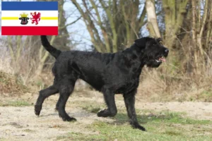 Read more about the article Schnauzer breeders and puppies in Mecklenburg-Vorpommern
