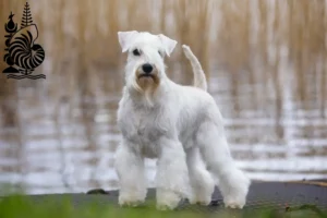 Read more about the article Schnauzer breeders and puppies in New Caledonia