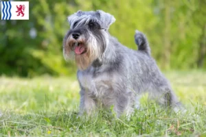 Read more about the article Schnauzer breeders and puppies in Nouvelle-Aquitaine