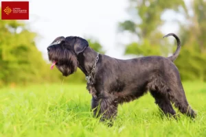 Read more about the article Schnauzer breeders and puppies in Occitania