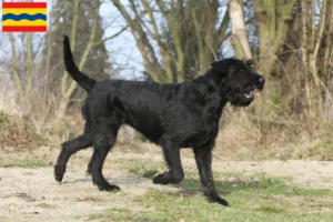 Read more about the article Schnauzer breeders and puppies in Overijssel