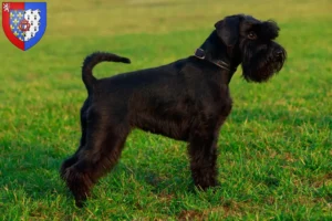 Read more about the article Schnauzer breeders and puppies in Pays de la Loire