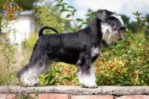 Read more about the article Schnauzer breeders and puppies in Prague