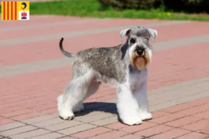 Read more about the article Schnauzer breeders and puppies in Provence-Alpes-Côte d’Azur