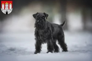 Read more about the article Schnauzer breeders and puppies in Salzburg