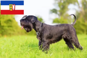 Read more about the article Schnauzer breeders and puppies in Schleswig-Holstein