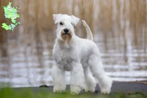 Read more about the article Schnauzer breeders and puppies in Sjælland