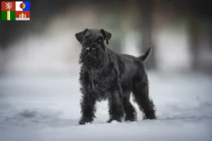 Read more about the article Schnauzer breeders and puppies in South Bohemia