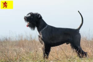 Read more about the article Schnauzer breeders and puppies in South Holland