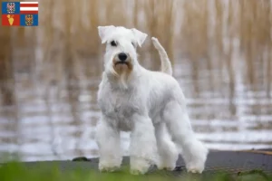 Read more about the article Schnauzer breeders and puppies in South Moravia