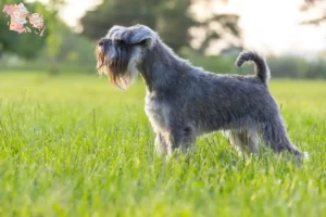 Read more about the article Schnauzer breeders and puppies in Syddanmark