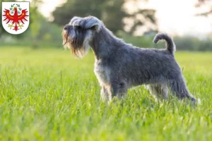 Read more about the article Schnauzer breeders and puppies in Tyrol