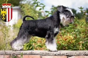 Read more about the article Schnauzer breeders and puppies in Upper Austria