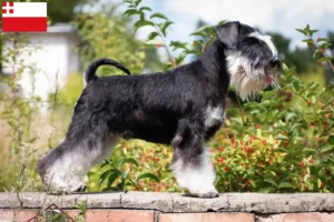 Read more about the article Schnauzer breeders and puppies in Utrecht