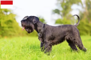 Read more about the article Schnauzer breeders and puppies in Vienna