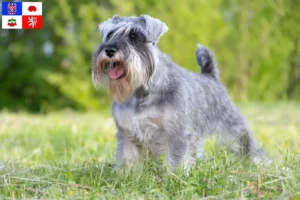 Read more about the article Schnauzer breeders and puppies in Vysočina