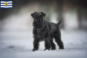 Read more about the article Schnauzer breeders and puppies in Zeeland