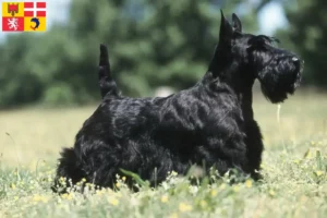 Read more about the article Scottish Terrier breeders and puppies in Auvergne-Rhône-Alpes