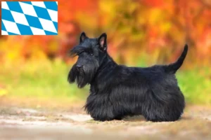 Read more about the article Scottish Terrier breeders and puppies in Bavaria