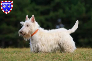 Read more about the article Scottish Terrier breeders and puppies in Centre-Val de Loire