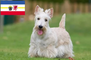 Read more about the article Scottish Terrier breeders and puppies in Mecklenburg-Vorpommern