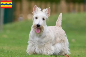 Read more about the article Scottish Terrier breeders and puppies in Overijssel