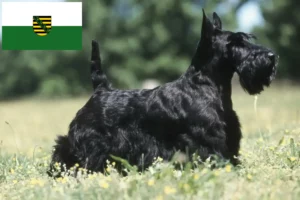 Read more about the article Scottish Terrier breeders and puppies in Saxony