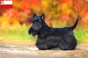 Read more about the article Scottish Terrier breeders and puppies in Utrecht
