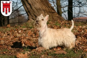Read more about the article Scottish Terrier breeders and puppies in Vorarlberg