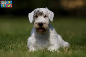 Read more about the article Sealyham Terrier breeders and puppies in Bourgogne-Franche-Comté