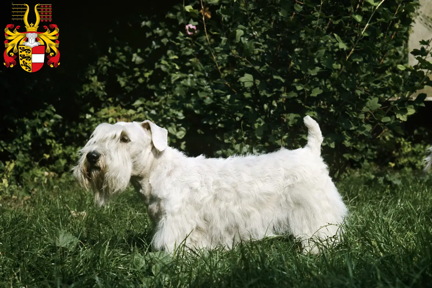 Read more about the article Sealyham Terrier breeders and puppies in Carinthia