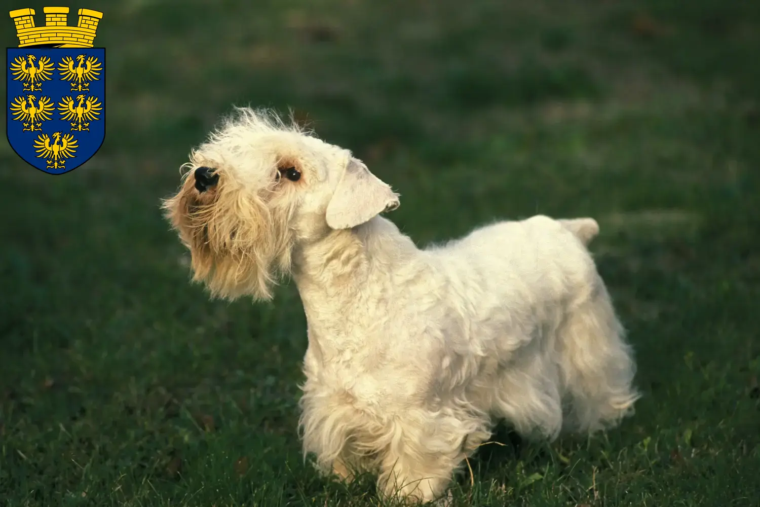 Read more about the article Sealyham Terrier breeders and puppies in Lower Austria