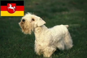 Read more about the article Sealyham Terrier breeders and puppies in Lower Saxony