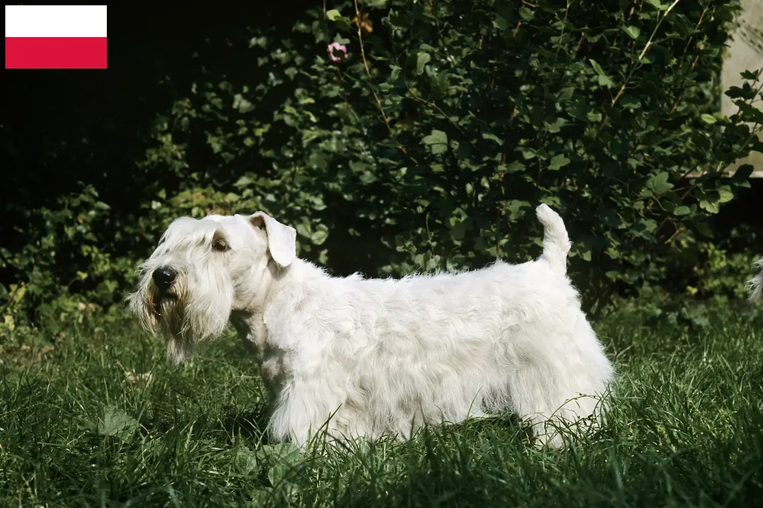 Read more about the article Sealyham Terrier breeders and puppies in Poland
