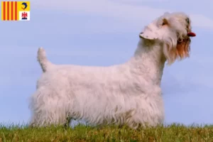 Read more about the article Sealyham Terrier breeders and puppies in Provence-Alpes-Côte d’Azur