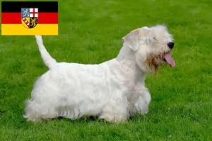 Read more about the article Sealyham Terrier breeders and puppies in Saarland