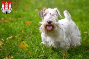 Read more about the article Sealyham Terrier breeders and puppies in Salzburg