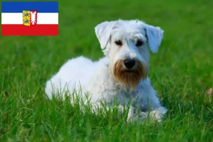 Read more about the article Sealyham Terrier breeders and puppies in Schleswig-Holstein