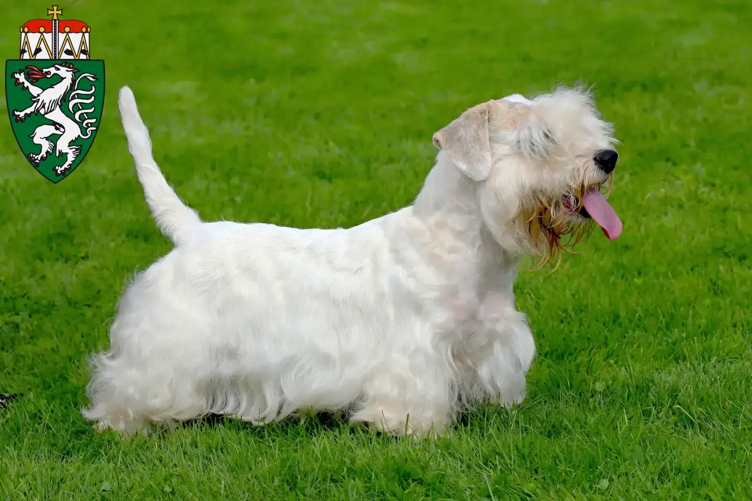 Read more about the article Sealyham Terrier breeders and puppies in Styria