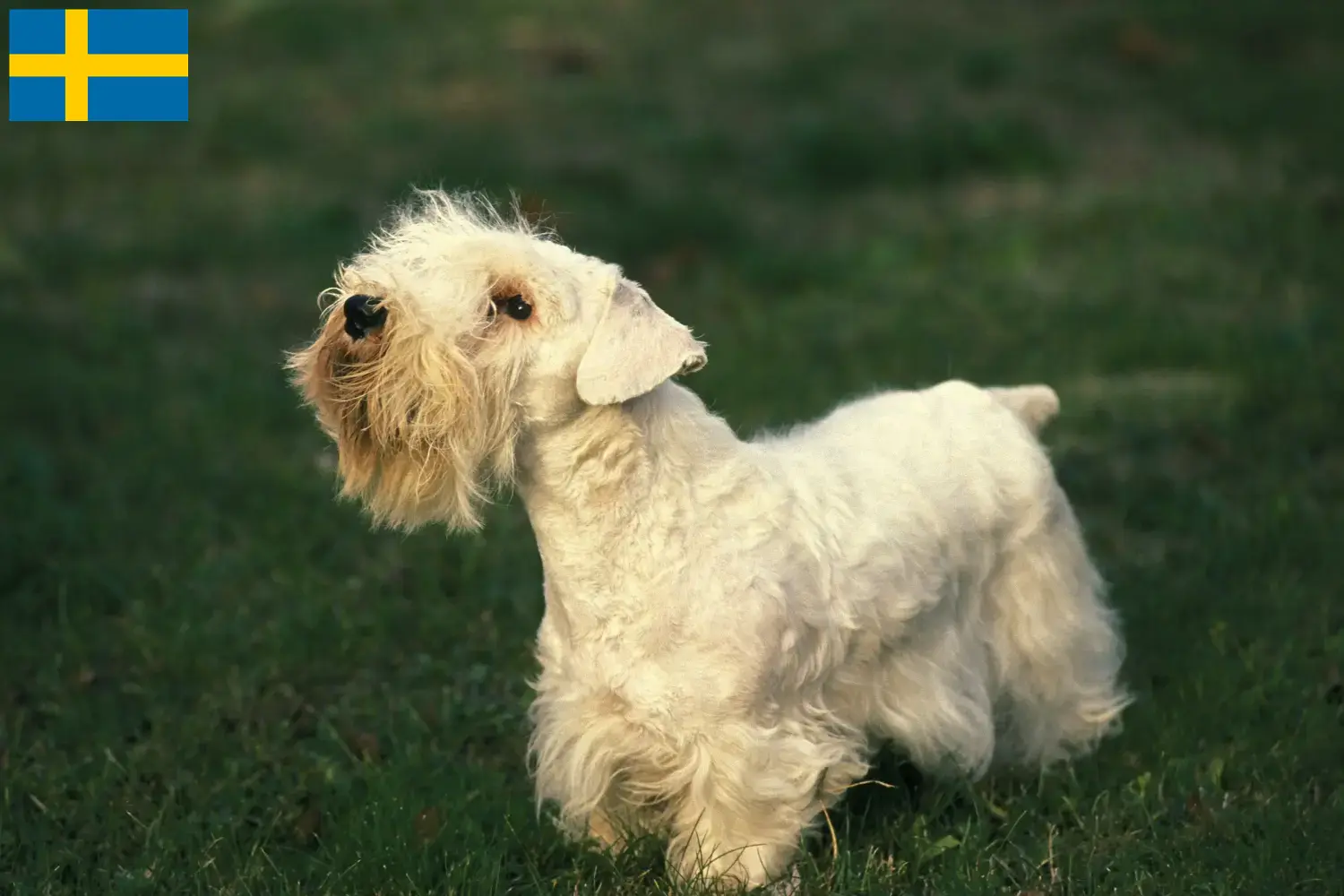 Read more about the article Sealyham Terrier breeders and puppies in Sweden