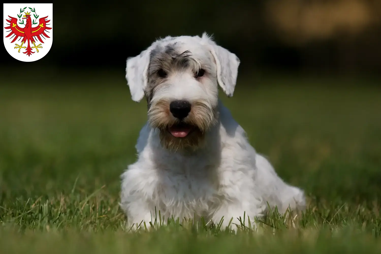 Read more about the article Sealyham Terrier breeders and puppies in Tyrol
