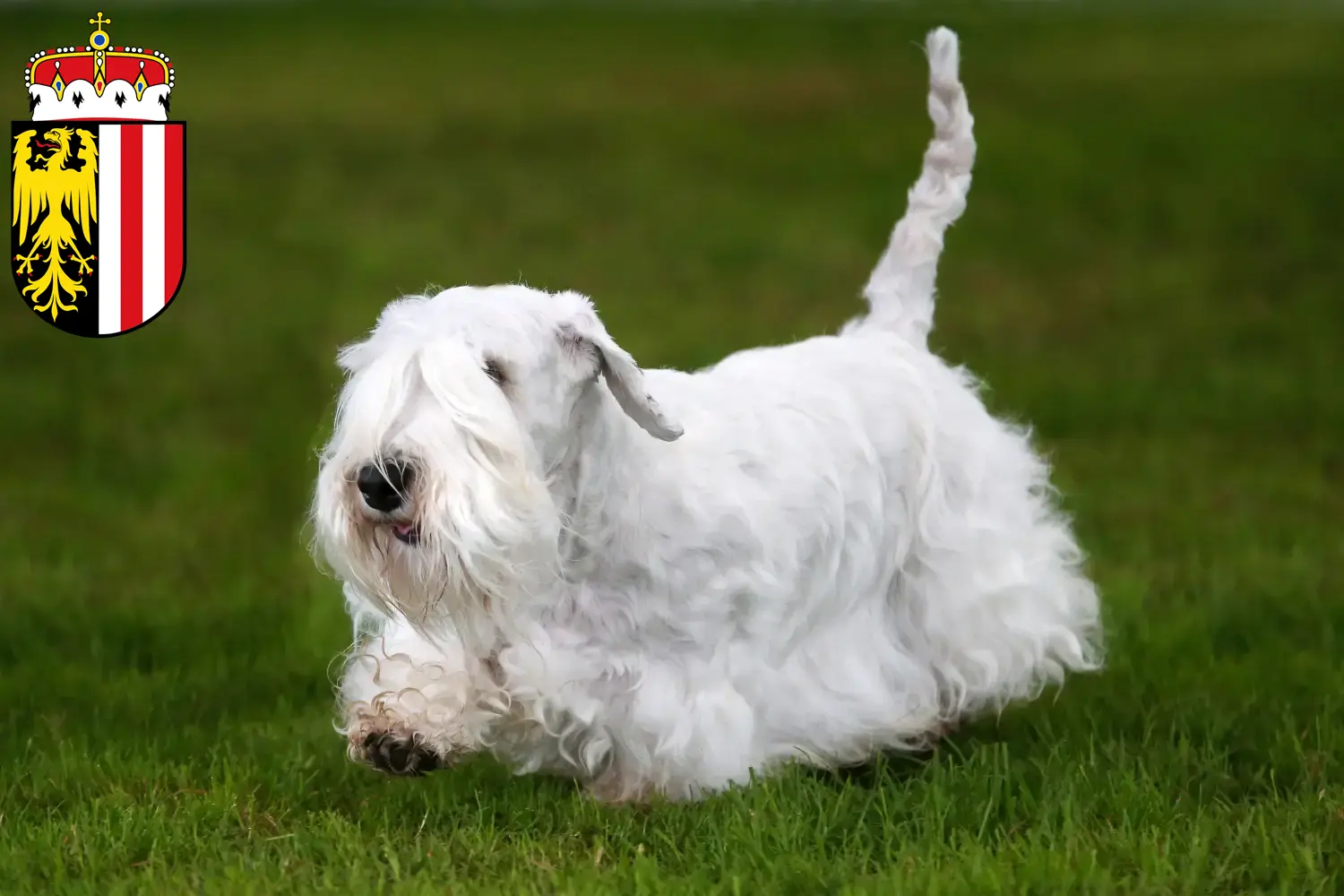 Read more about the article Sealyham Terrier breeders and puppies in Upper Austria
