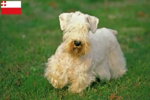 Read more about the article Sealyham Terrier breeders and puppies in Utrecht